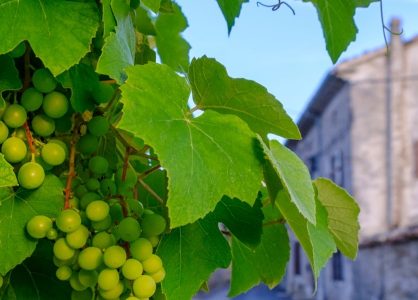 Wineries in Istria